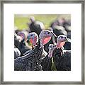 Turkeys On Free Range Turkey Farm Framed Print