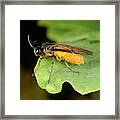 Turnip Sawfly Framed Print