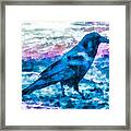 Turquoise Crow Framed Print