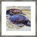 Turtle R And R Framed Print