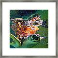 Turtle Reflection Framed Print