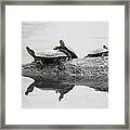 Turtles Framed Print