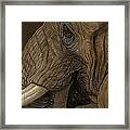 Tusker Framed Print