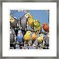 Twelve Birds Framed Print