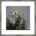 Twin Cockatoos Framed Print