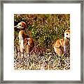 Twin Sandhill Chicks 000 Framed Print