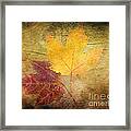 Two Autumn Leaves Framed Print