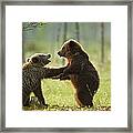 Two Brown Bear Cubs Play Fighting Ursus Framed Print