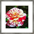 Two Colored Rose Framed Print