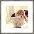 Two Cute Kittens In A Cup Framed Print