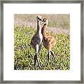 Two Cuties - Sandhill Crane Chicks Framed Print