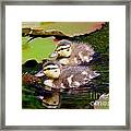Two Ducklings Framed Print
