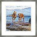 Two Golden Retriever Dogs Running On Beach Rocks Framed Print
