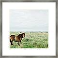 Two Horses In Field Framed Print