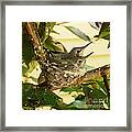 Two Hummingbird Babies In A Nest 2 Framed Print