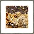 Two Lions Close Together Framed Print