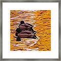 Two Mallards On Golden Water Framed Print