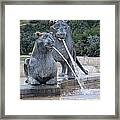 Two Of A Pride Framed Print