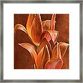 Two Orange Red Tulips Entwined Framed Print