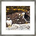 Two Puffins Framed Print