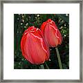 Two Red Tulips Framed Print