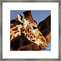 Two Rothschild Giraffes Framed Print