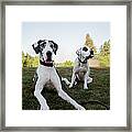 Two Silly Dogs In Park Framed Print