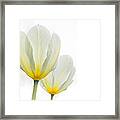 Two Tulips 1 Framed Print