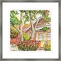 Two Twisted Trunks In Hollywood - California Framed Print