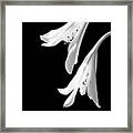 Two White Lilies Framed Print