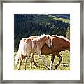 Two Wild Horses Framed Print