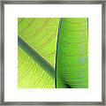 Two Young Plumeria Leaves Backlit Shows Framed Print