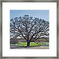Uconn Oak In Spring Framed Print