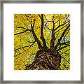 Under The Yellow Canopy Framed Print