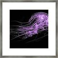 Underbelly And Tentacles Framed Print