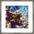 Underwater No. 4 Framed Print