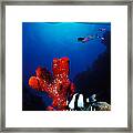Underwater View Of Sea Anemone Framed Print