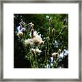 Undesirable Beauty And The Thistle Beast Framed Print