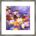 United Colours Of Autumn Ii Framed Print