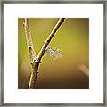 Unmoved By The Shifting Wind... Framed Print