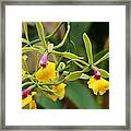 Unusual Orchid Framed Print