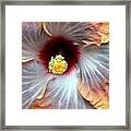 Up Close Hibiscus Framed Print