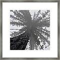 Upward Framed Print