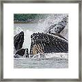 Usa, Alaska Humpback Whales Bubble Net Framed Print