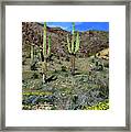 Usa, Arizona, Ajo, Saguaro Cactus Framed Print