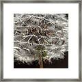 Usa, Oregon, Keizer, Dandelion Seedhead Framed Print