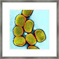 Vaccinia Virus Particles Framed Print