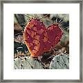 Valentine Prickly Pear Cactus Framed Print