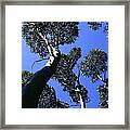 Valley Of The Giant Tingles Framed Print