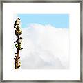 Vantage Point Framed Print